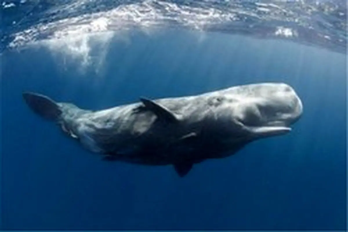 محافظت دیدنی نهنگ‌های بالغ از بچه نهنگ + فیلم