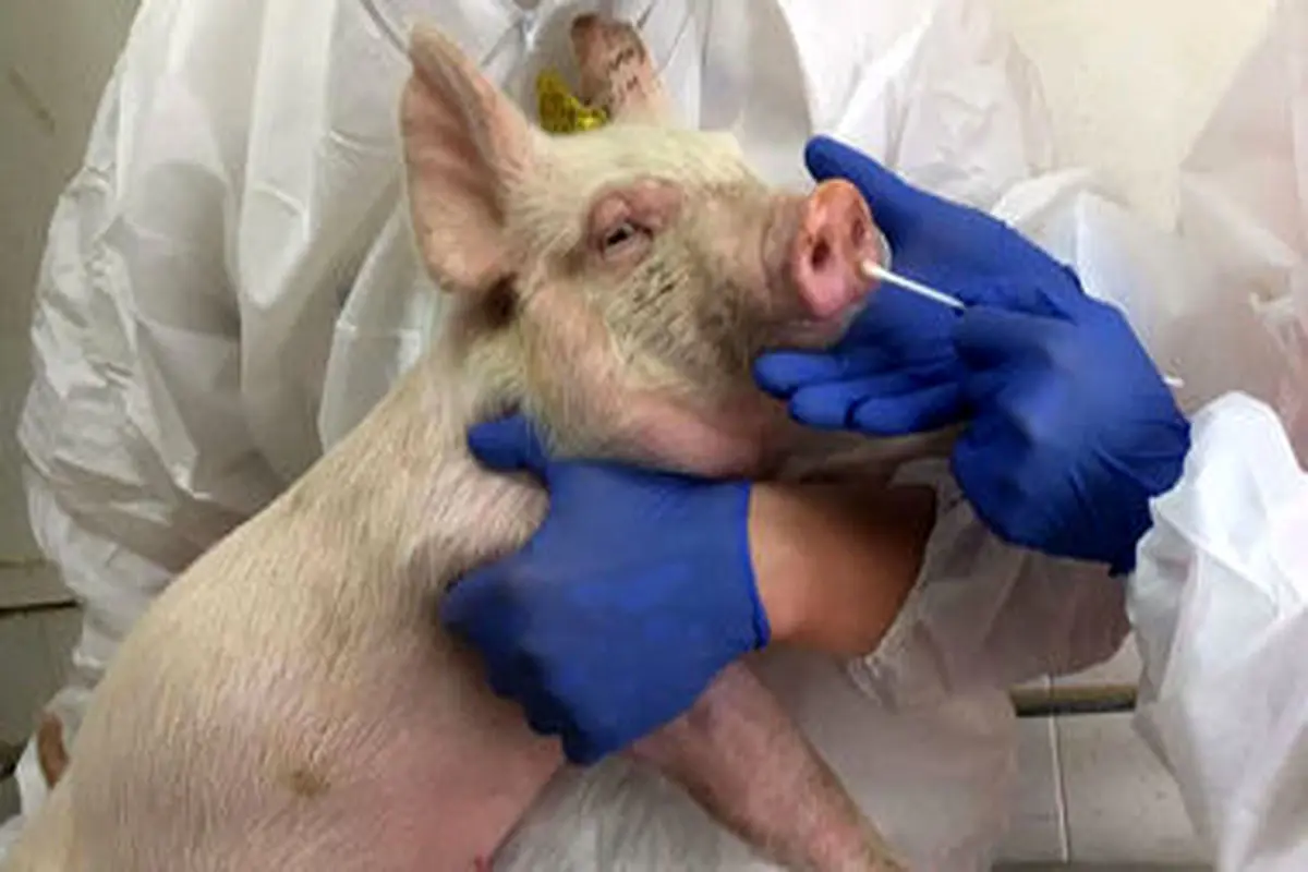 علائم ابتلا به ویروس کرونای خوکی چیست؟