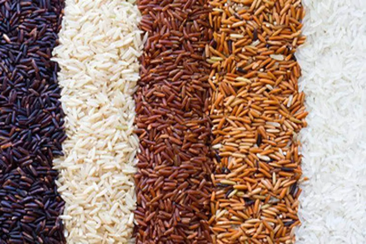 هر نوع برنج چه ویژگی هایی دارد؟