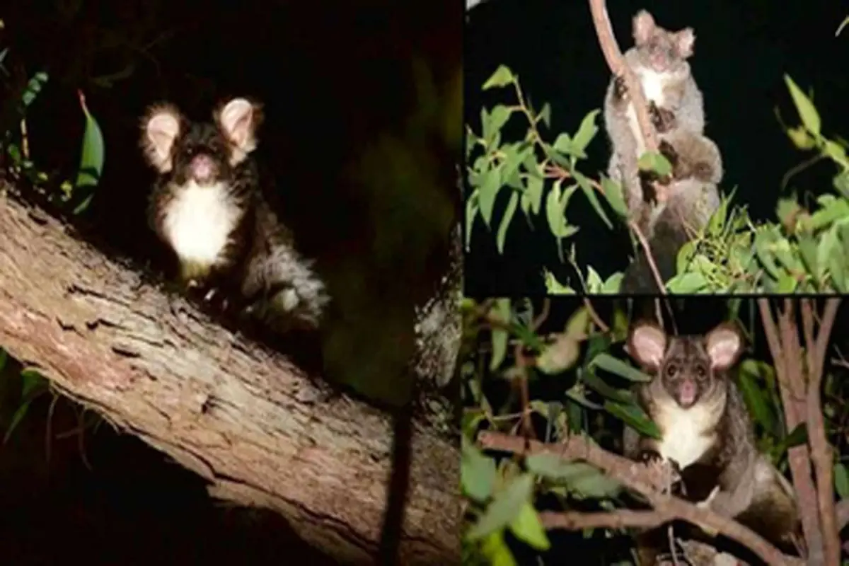 ۲ گونه جدید پستاندار در استرالیا شناسایی شد + عکس