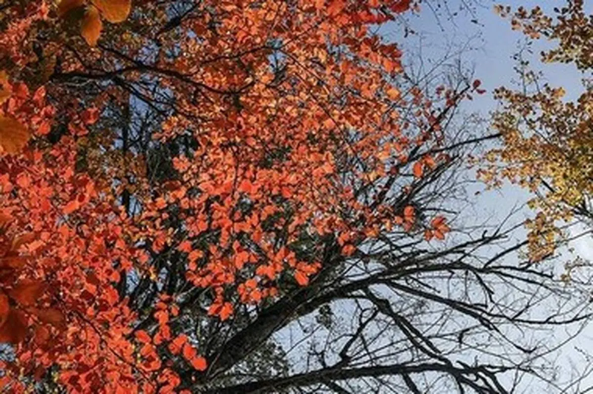 فصل خزان تماشایی مازندران
