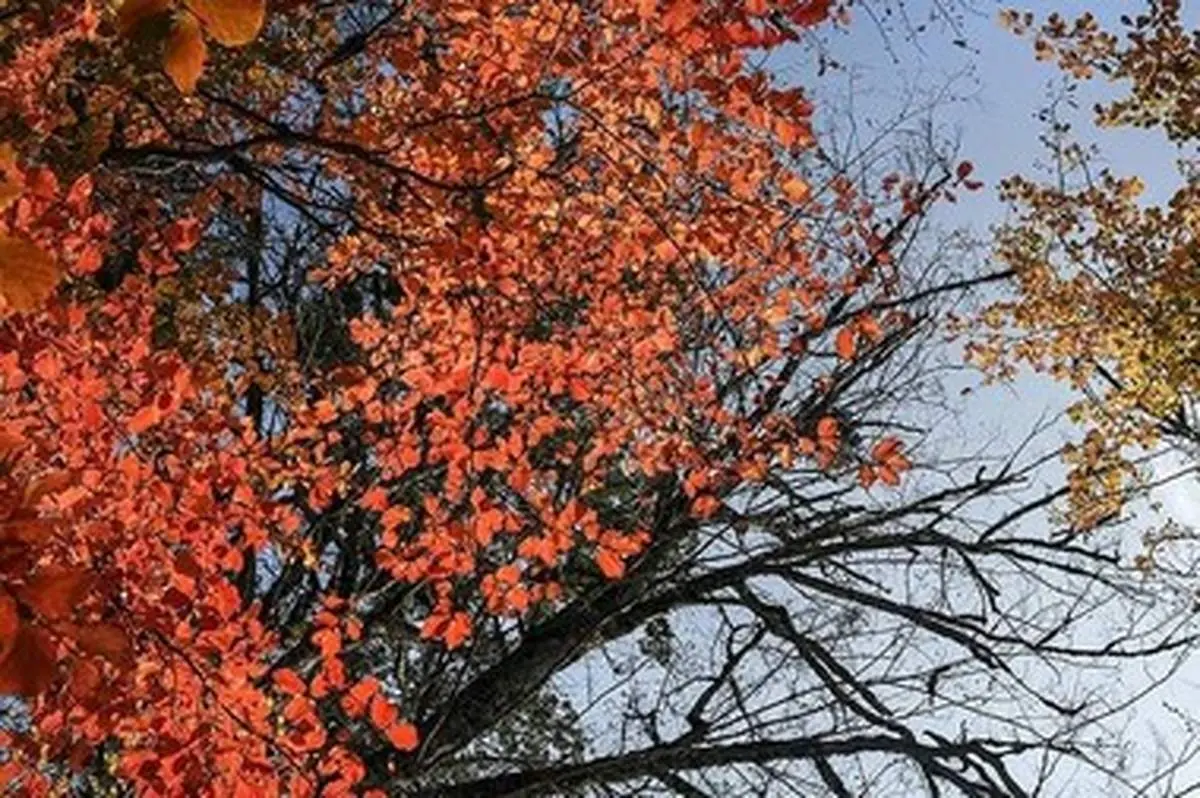 فصل خزان تماشایی مازندران