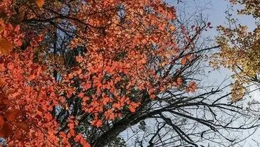 فصل خزان تماشایی مازندران