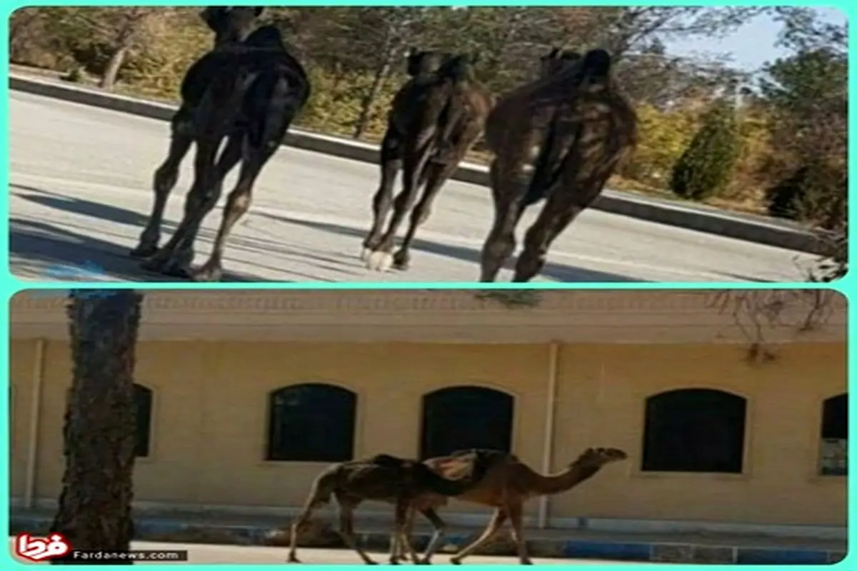 در اوج کرونا پای شتر‌ها به دانشگاه آزادمیبد یزد باز شد! +عکس