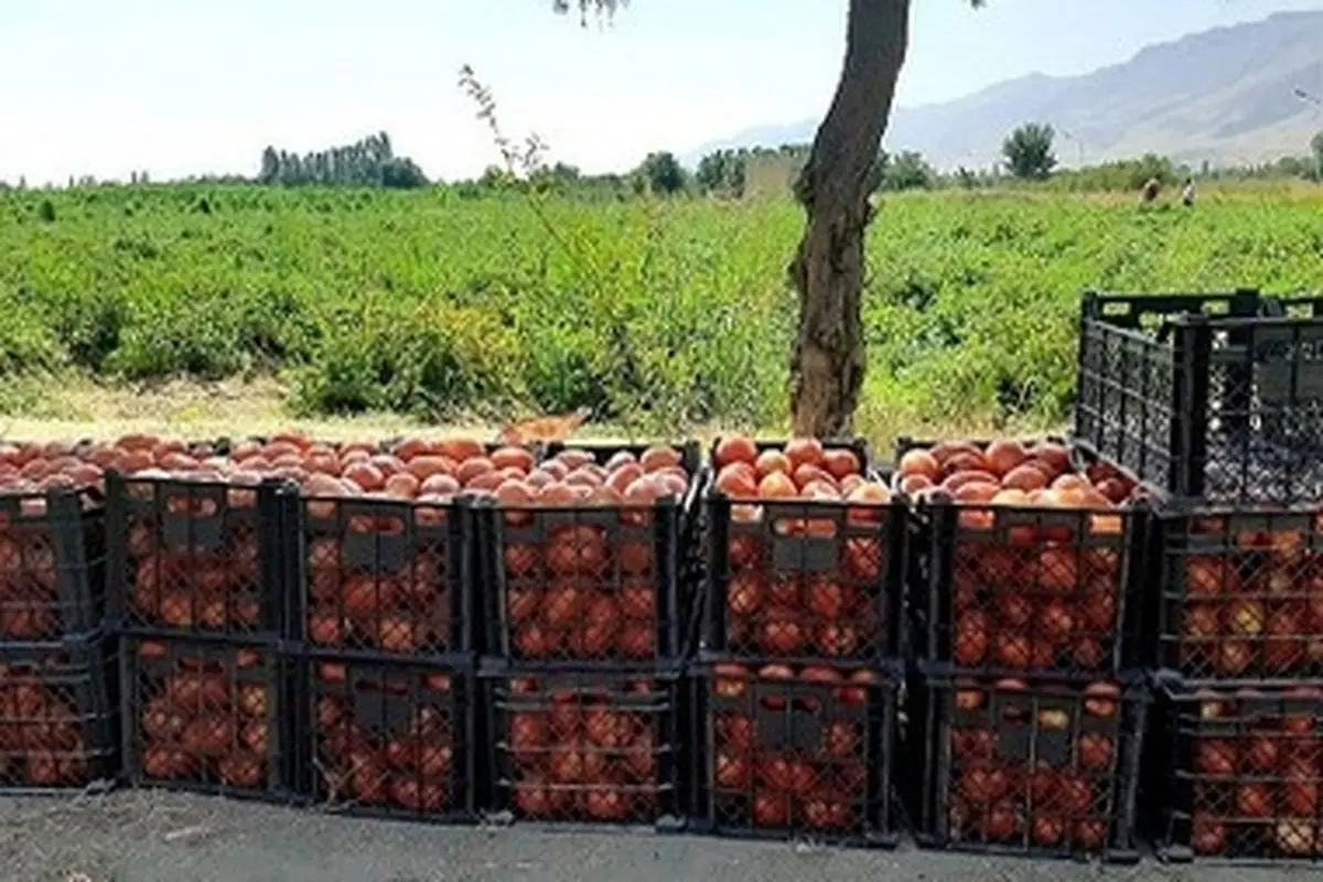 ۷۰هزار تن گوجه‌فرنگی وارد بازار می‌شود