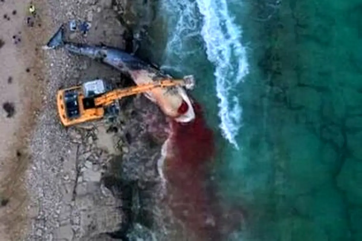 مرگ غم انگیز یک نهنگ در سواحل جزیره کیش + عکس