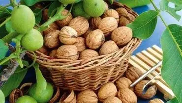 دستورالعمل مصرف روزانه گردو