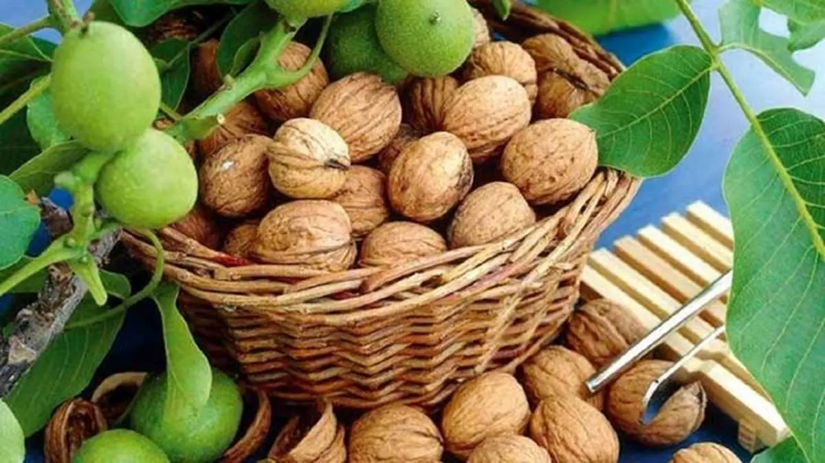 دستورالعمل مصرف روزانه گردو