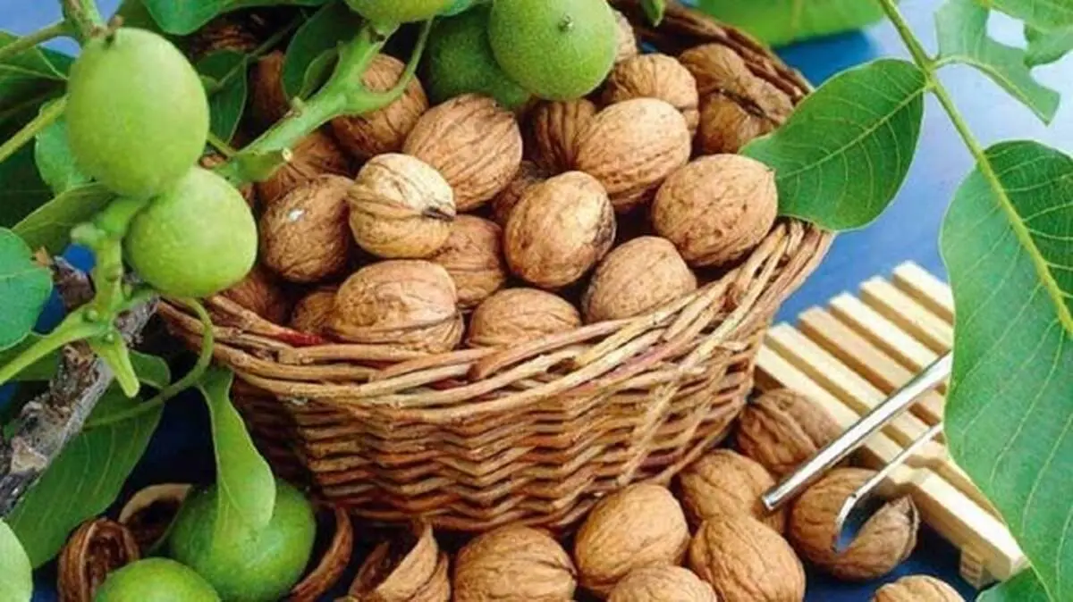 دستورالعمل مصرف روزانه گردو