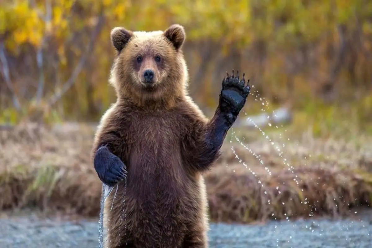 درخواست جالب خرس‌ها برای غذا + فیلم
