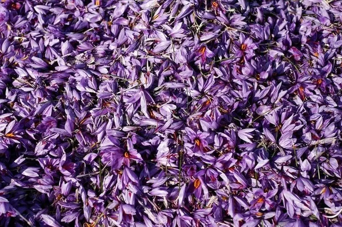 تصاویری دیدنی از برداشت طلای قرمز