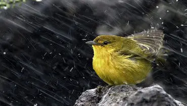 گرم کردن پرنده با سشوار در روزهای سرد  + فیلم