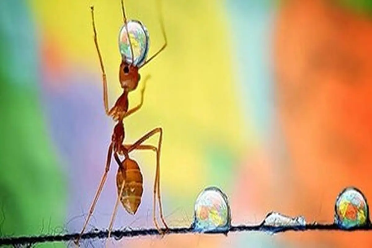 تصاویر زیبا از دنیای مورچه‌ها
