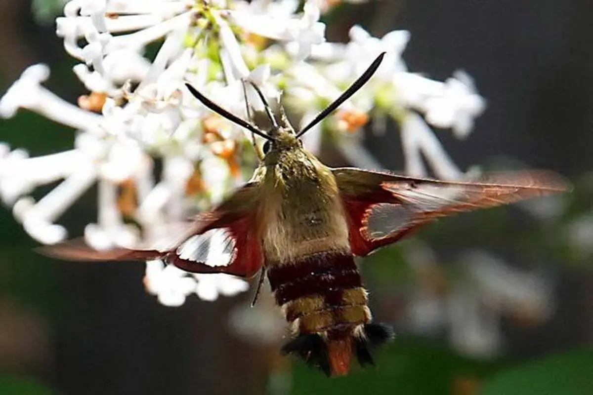 شگفت ‌انگیزترین و عجیب ترین حشرات جهان + تصاویر