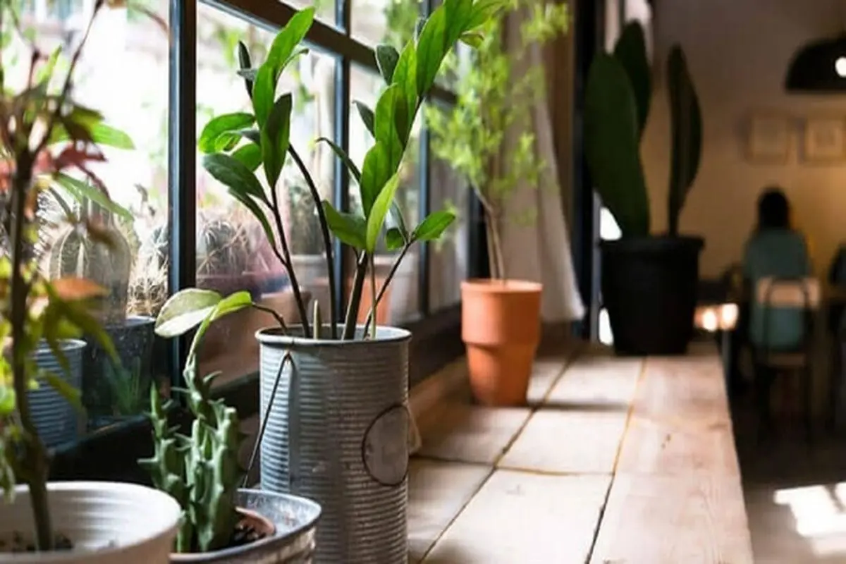 رازهای نگهداری گیاهان طبیعی در خانه