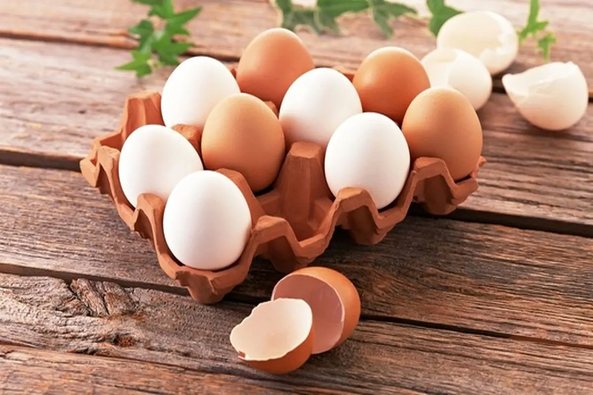 افت ۲۰ درصدی تولید تخم مرغ/ قیمت هر کیلو تخم مرغ به ۱۳ هزار و ۵۰۰ تومان رسید