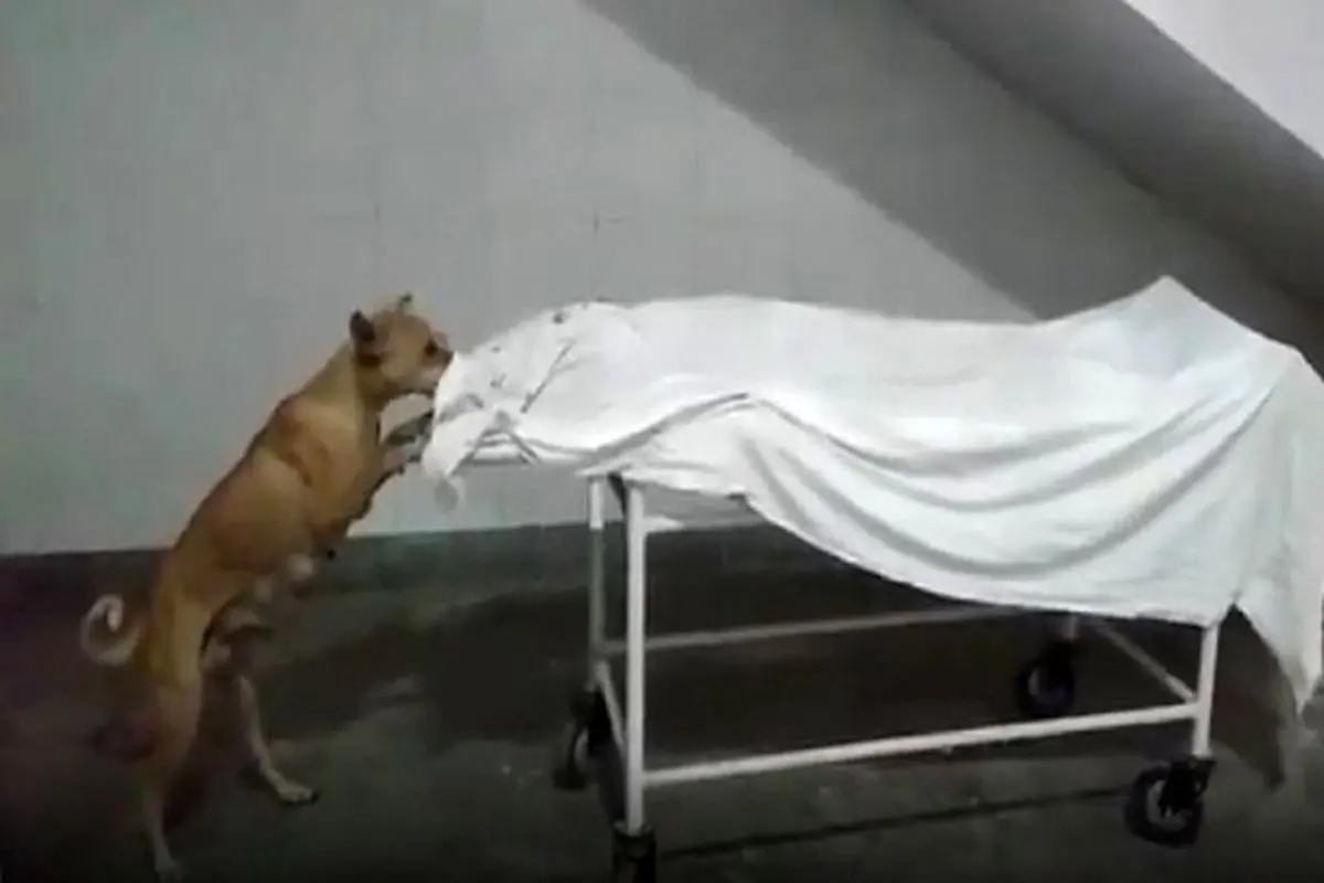 صحنه وحشتناک خورده شدن جسد مرده توسط سگ! + فیلم