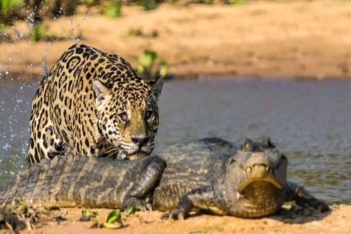 لحظه باورنکردی شکار شدن یوزپلنگ توسط تمساح+ فیلم
