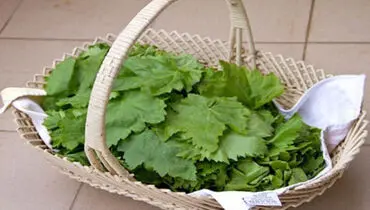 روش های نگهداری برگ مو در خانه