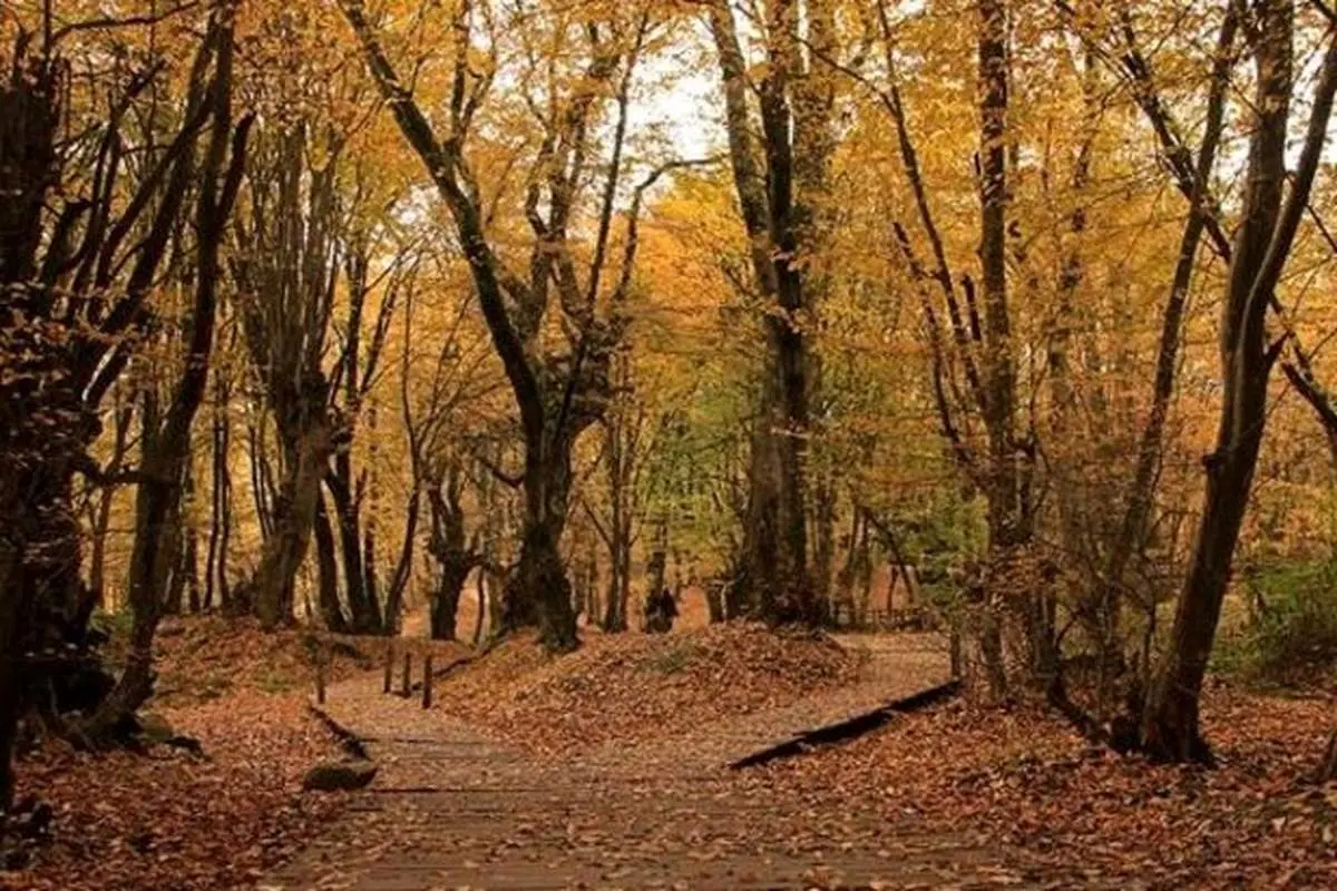 جنگل پاییزی النگدره