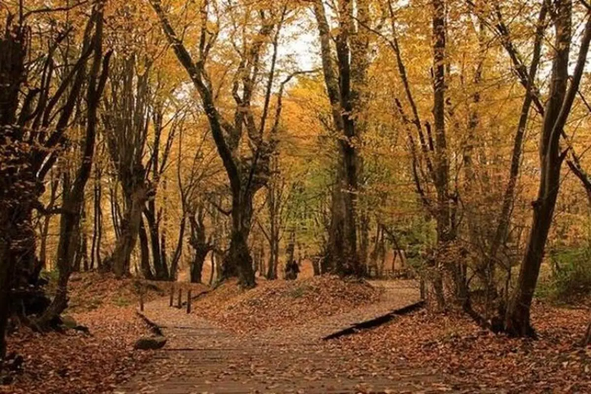 جنگل پاییزی النگدره