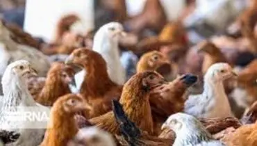 مرغ به قیمت مصوب تنظیم بازار رسید
