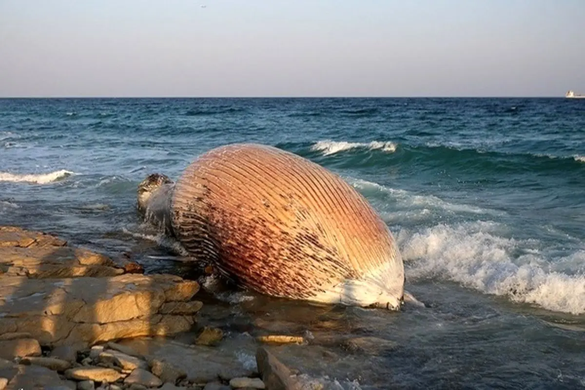 مرگ دومین نهنگ به گل نشسته در ساحل کیش + فیلم