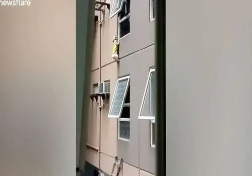 نجات باورنکردنی یک سگ از دست شغال ها به کمک این گربه شجاع+فیلم