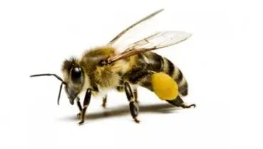 حمله عجیب هزاران زنبور‌ها به هواپیمای هندی+فیلم