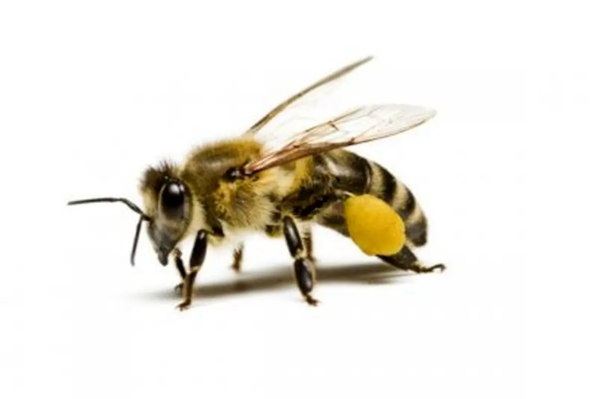 حمله عجیب هزاران زنبور‌ها به هواپیمای هندی+فیلم