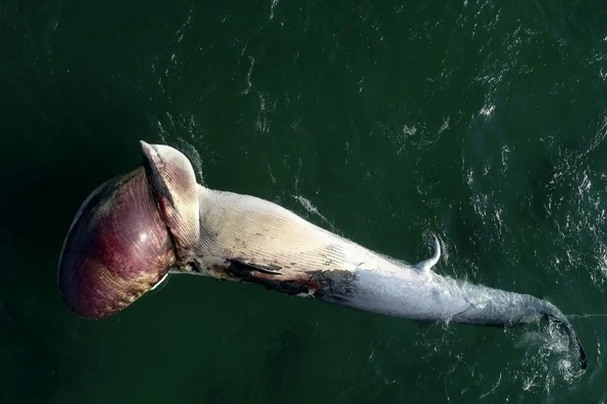 توضیح درباره ۲ لاشه نهنگ‌ در ساحل کیش