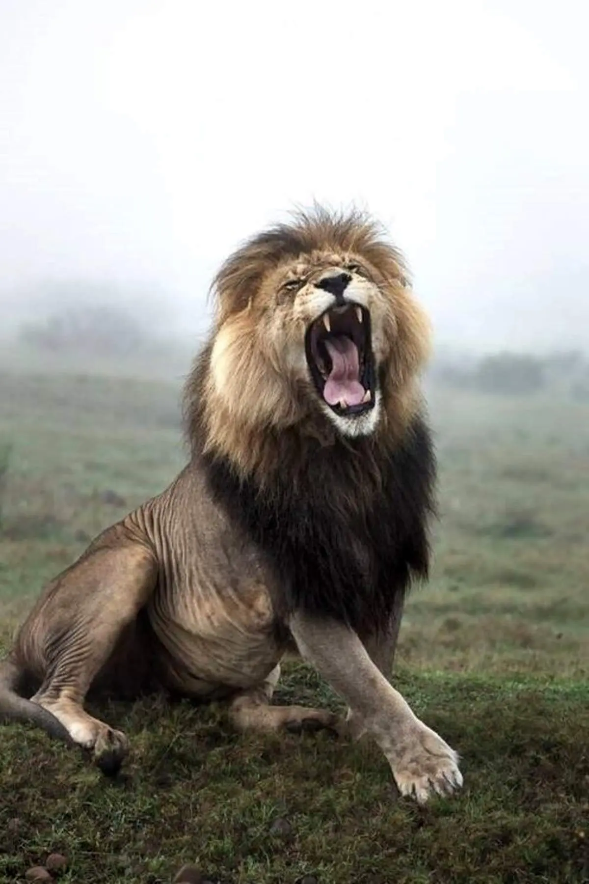 خمیازه سلطان جنگل