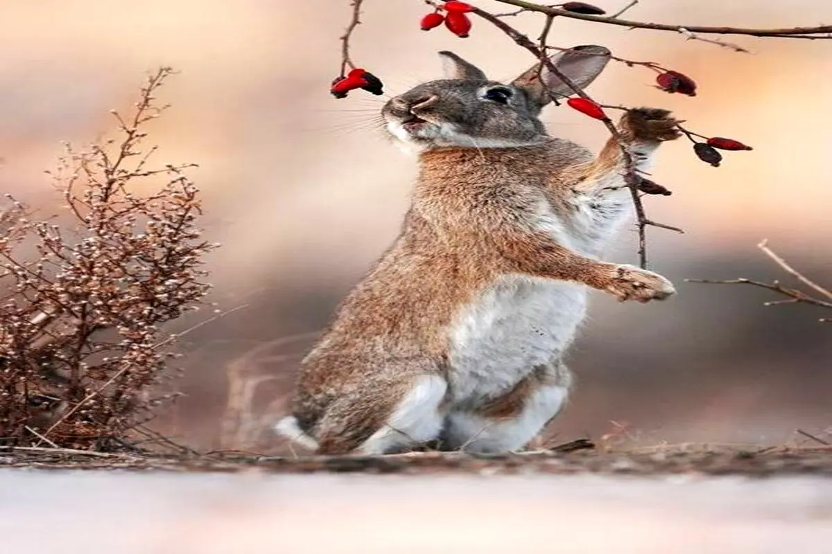 تلاش خرگوش برای کندن میوه+عکس
