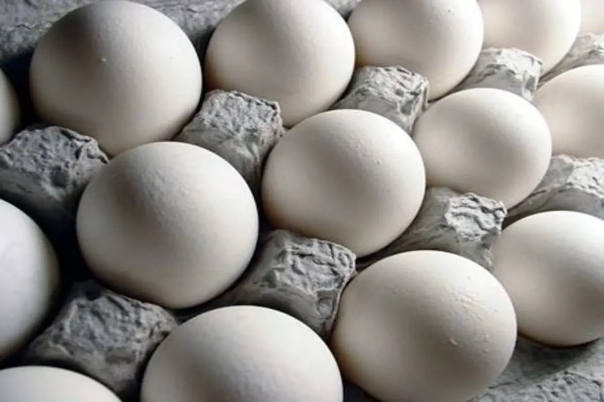 قیمت تخم مرغ در روز‌های آینده کاهش می‌یابد