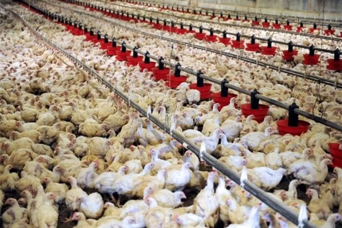 کف قیمت مرغ زنده به ۴۲ هزار تومان رسید