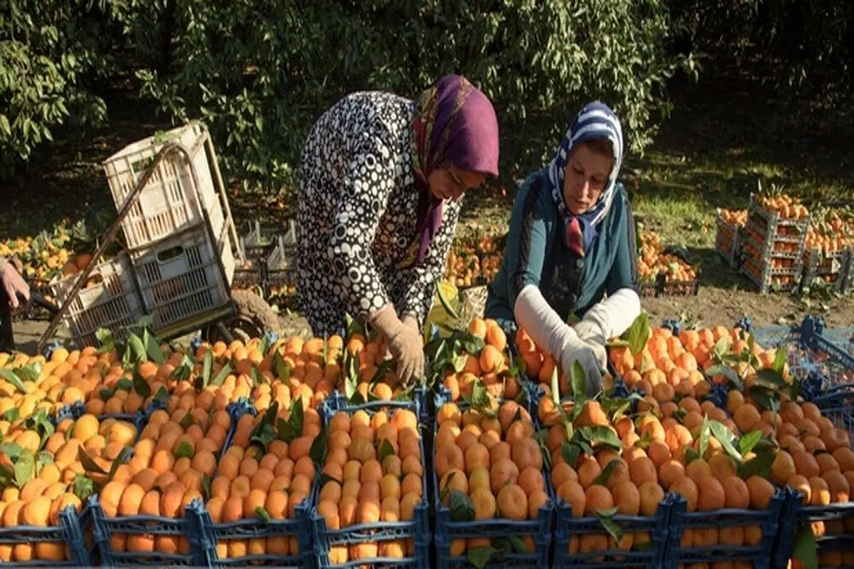 برداشت مرکبات در مازندران