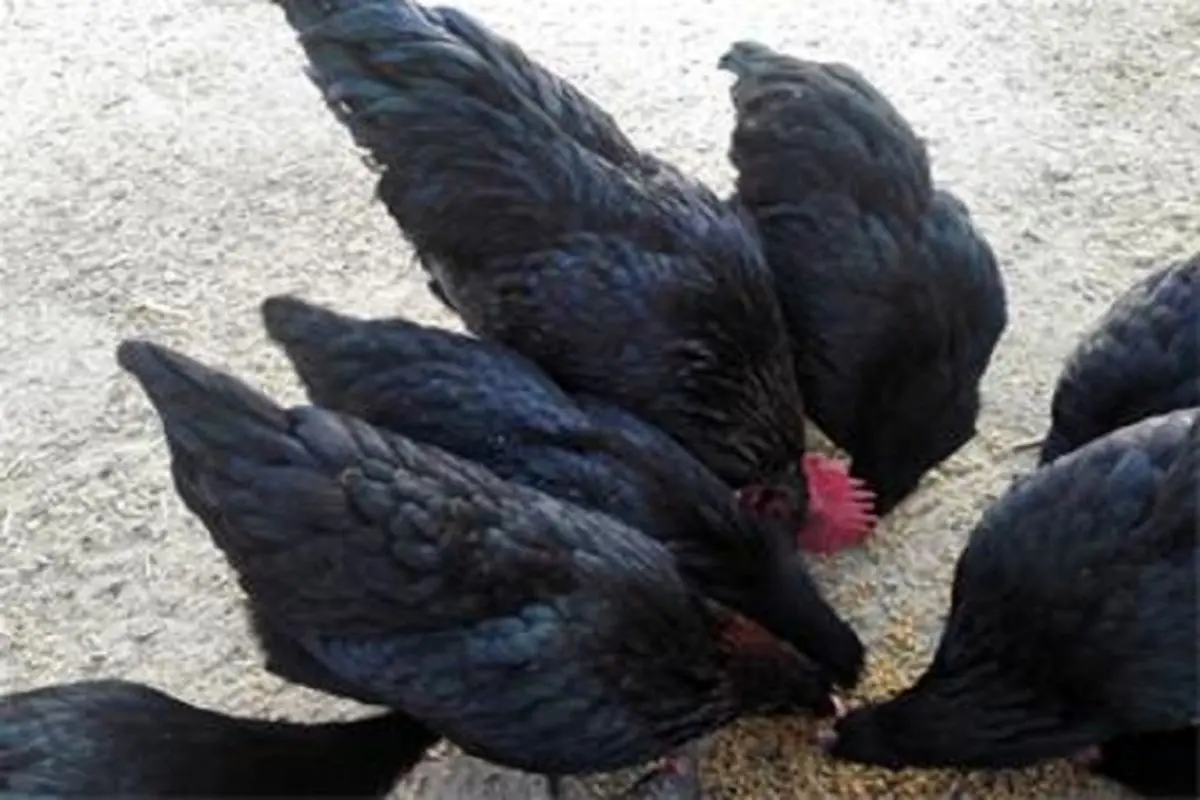 فواید گران ‌ترین مرغ جهان، مرغ سیاه!