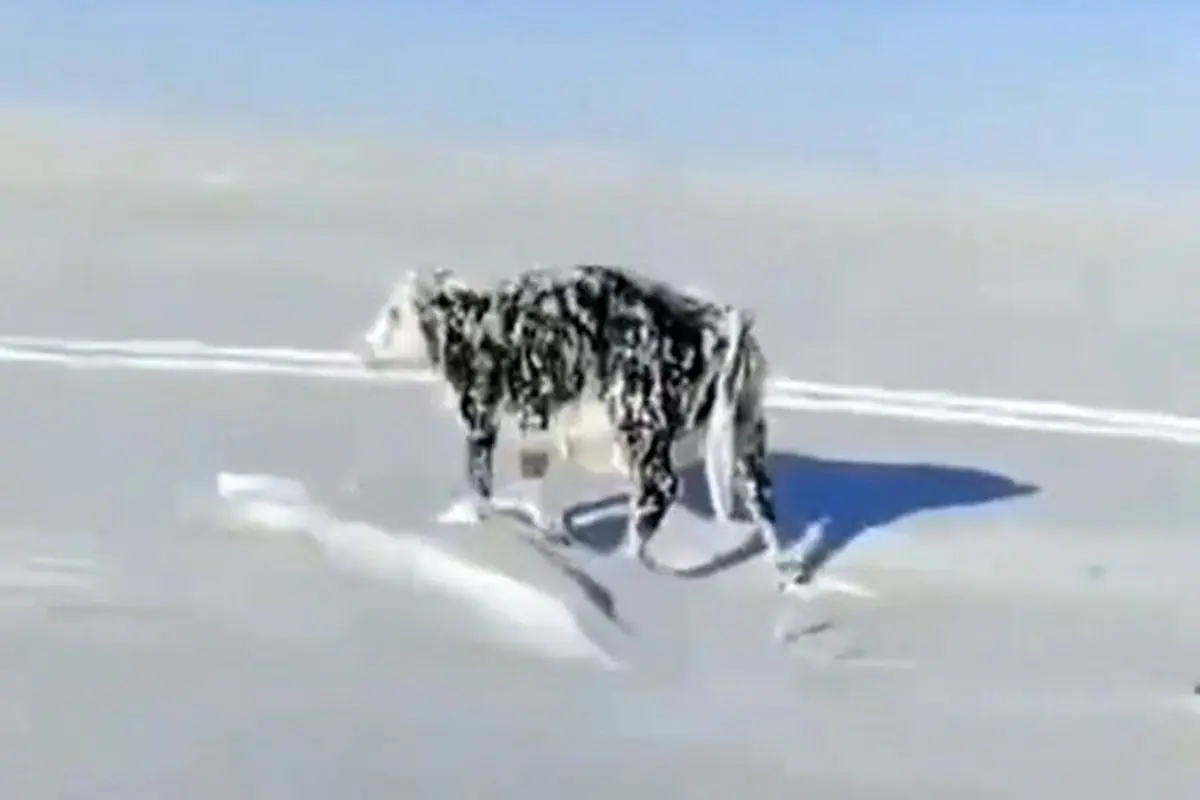 گاوی که در اثر شدت سرما ایستاده یخ زد! + فیلم