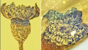 یک گل ۱۰۰ میلیون ساله کشف شد+عکس