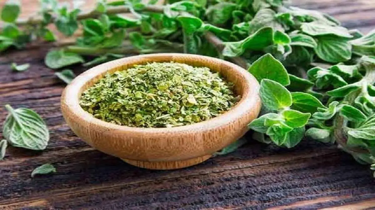 راز استفاده از پونه کوهی در رژیم غذایی مدیترانه ای
