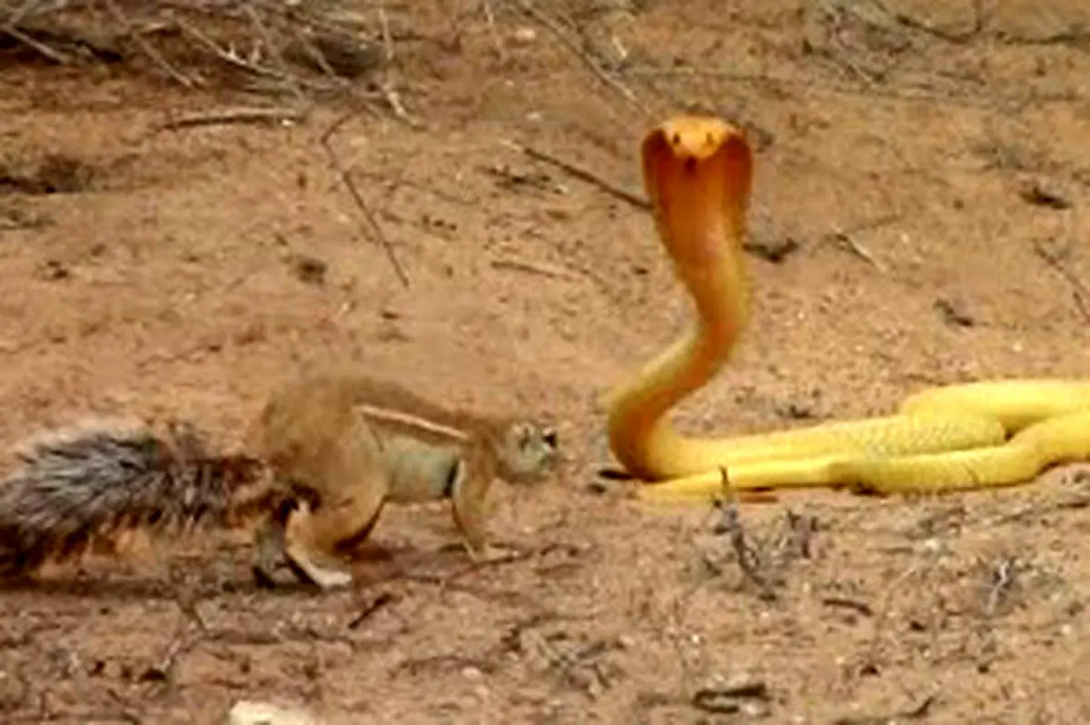 مبارزه جانانه و خیرکننده سنجاب ماده با مار کبری+ فیلم