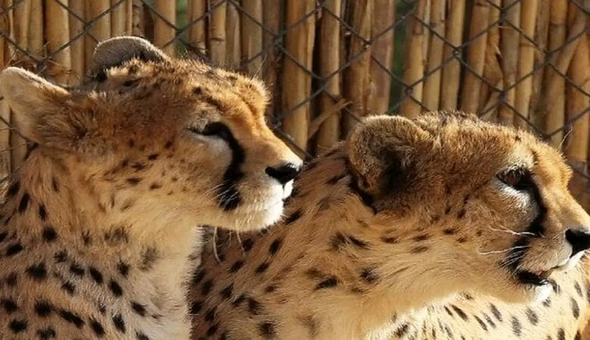 بازیگوشی دو توله پلنگ در جنگل‌های مازندران + فیلم
