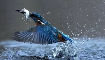 لحظه دیدنی شکار ماهی