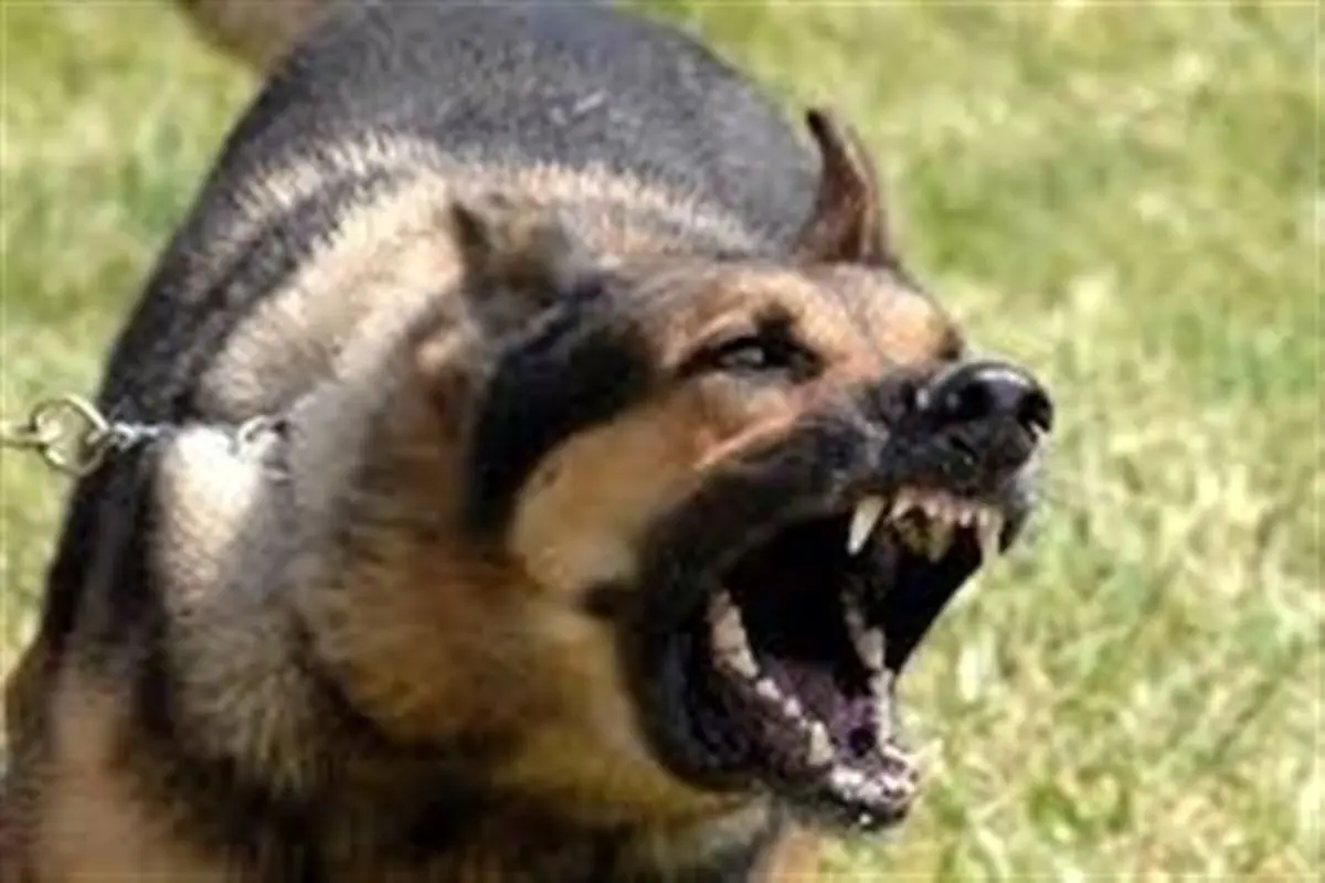 حمله سگهای نگهبان به اراذل و اوباش متواری!