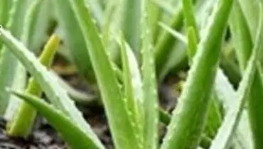 تاثیر گیاه آلوئه ورا بر بیماری دیابت