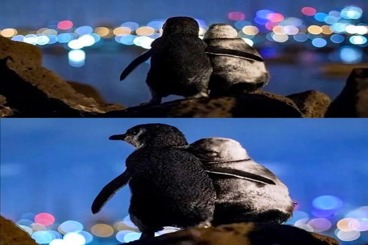 عاشقانه زوج پنگوئن که جهانی شد + عکس