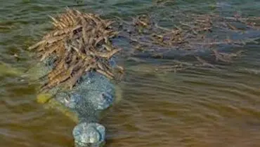 نجات دادن توله سگ از دهان تمساح توسط یک مرد شجاع+فیلم