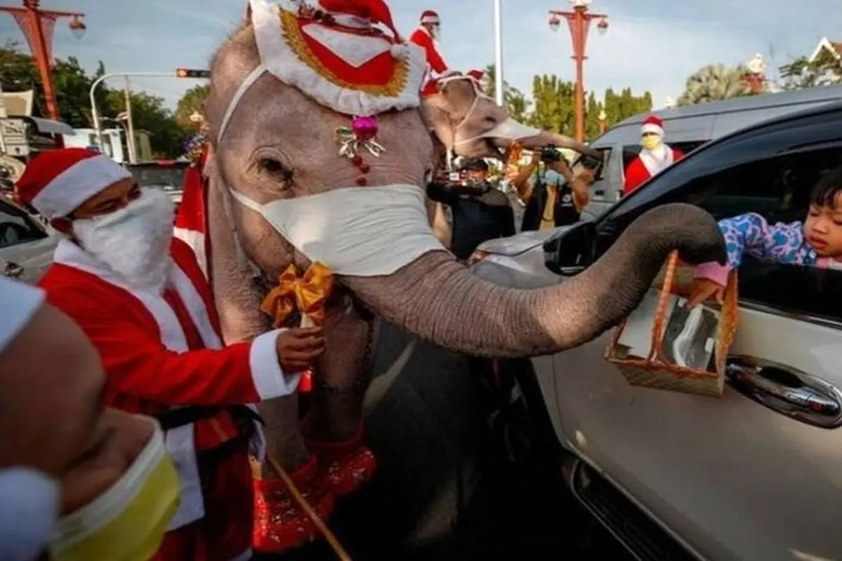هدیه کرونایی فیل‌ها به کودکان