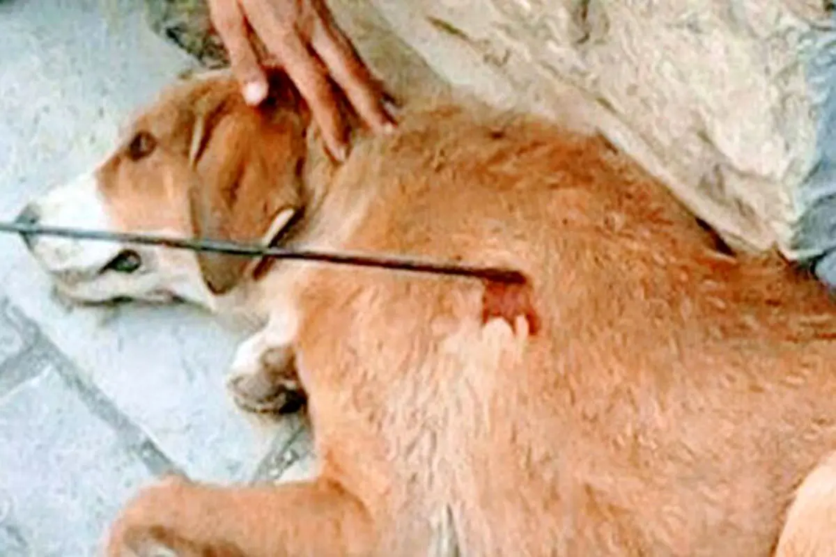 ۷۴ ضربه شلاق برای سگ کشی در گیلان