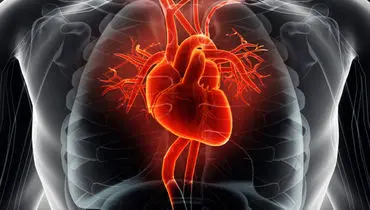 ملک زاده هشدار داد: افزایش سهم بیماری‌های قلبی عروقی از کل علل مرگ در ایران به ۴۴ درصد!